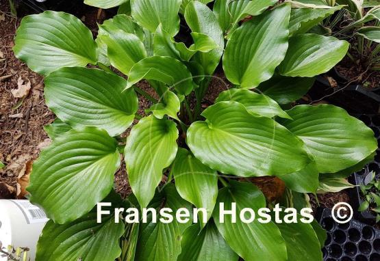 Hosta Leather Gloss